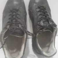 ۴۲ شماره رنک مشگی