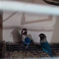 طوطی برزیلی مولد