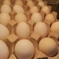 تخم مرغ محلی|خوردنی و آشامیدنی|یزد, |دیوار