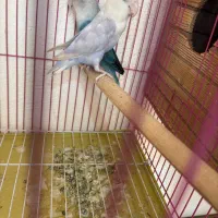 فروش جفت مولد آبی و اوپال کله نارنجی