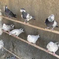 تعدادی کبوتر|پرنده|قم, آزادگان|دیوار