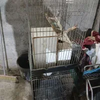 فروش  قفسه پرنده