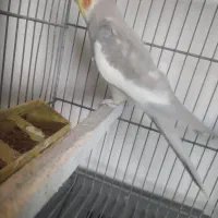 عروس هلندی فروشی