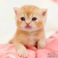 فروشگاه میوشاپ گربه اسکاتیش/بریتیش/پرشین|گربه|تبریز, |دیوار