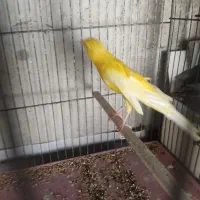 قناری نر|پرنده|ساوه, |دیوار