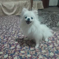 سگ ماده