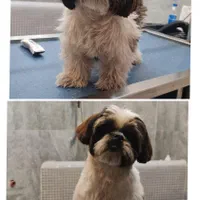 اصلاح و شستشو سگ ، گربه ، پت ، حیوانات خانگی