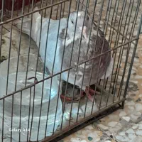 کبوتر ماده|پرنده|اصفهان, ابر|دیوار