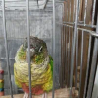 پرنده خوش سیما گرینویچ نر