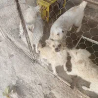 سک نژاد دار