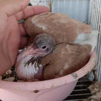 کبوتر ساده اصلی