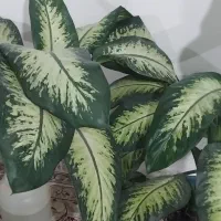 گل های زیبا