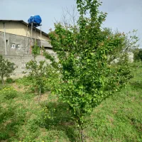 387زمین.تفکیکی .شهرکی|فروش خانه و ویلا|مرزیکلا, |دیوار