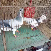 پرنده رنگی هفرنگ