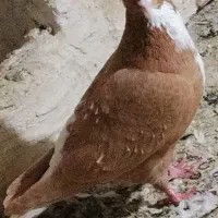 گوش|پرنده|بناب, |دیوار