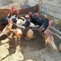 بوقلمون|حیوانات مزرعه|کرمانشاه, |دیوار
