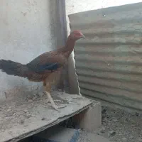 مرغ لاری|حیوانات مزرعه|برخوار, |دیوار