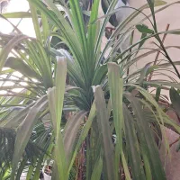 فروش گل وگیاه|گل و گیاه طبیعی|شیراز, کوشک میدان|دیوار