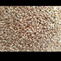 گندم ترابی درجه یک