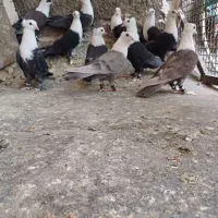 کفتر کلاغ کله سفید زرد وسرخ