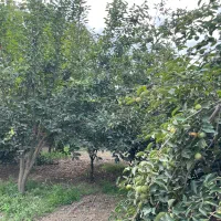 فروش زمین (باغ مرکبات)|فروش زمین و ملک کلنگی|نوکنده, |دیوار