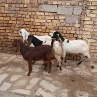 بزغاله پاکستانی (چپش)چند قلو زا|حیوانات مزرعه|هشتگرد, شهرک اقدسیه|دیوار