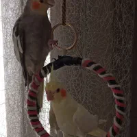 یک جفت عروس هلندی زیبا