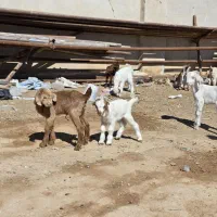 بزغاله|حیوانات مزرعه|برخوار, |دیوار