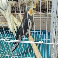 عروس هلندی نر|پرنده|کلاله, |دیوار