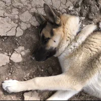 سگ نژاد ژرمن یک ساله|سگ|اردل, |دیوار