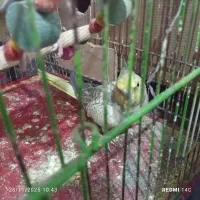 یک جفت عروس هلندی سالم ودستی|پرنده|نیشابور, ده حلاج|دیوار