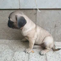 توله پاگ نخودی