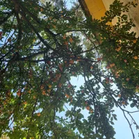 ده پلخواب  کنار رودخانه جاده چالوس|فروش خانه و ویلا|آسارا, |دیوار