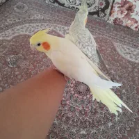 پرنده