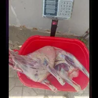 دامداری قدس مشهد گوسفند زنده|حیوانات مزرعه|مشهد, آزادشهر|دیوار