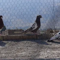 کفتر|پرنده|شیراز, میانرود|دیوار