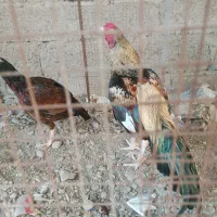 مرغ خروس میانوالی