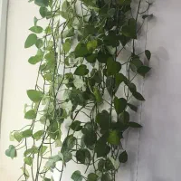 گل پیتوس دو متری|گل و گیاه طبیعی|فسا, |دیوار