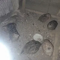 ۷ عدد بلدرچین