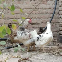 مرغ محلی،خروس، مرغ گلین