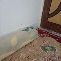 یک جفت مرغ عشق نروماده تغدیم به شما