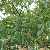 باغ بادام و گردو