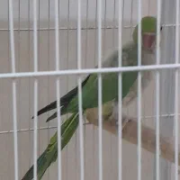 طوطی|پرنده|قوچان, |دیوار