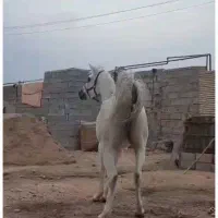 اسب|اسب و تجهیزات اسبسواری|شوشتر, |دیوار