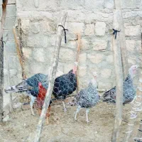 بوقلمون و خروس