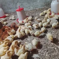 جوجه بوقلمون بیوتی ۶ اصل|حیوانات مزرعه|گنبد کاووس, |دیوار