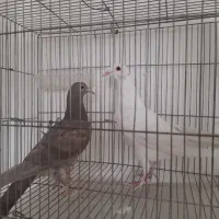 جوجه سرور نری ۱بنده و هیچ بندی جفت ۳۰۰ ت چمگردان