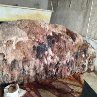 پوست و روده گوسفند|لوازم جانبی حیوانات|باقرشهر, |دیوار