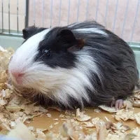 بچه خوکچه هندی|موش و خرگوش|اهواز, آریاشهر|دیوار