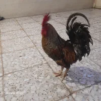 اسباب‌بازی|اسباب‌بازی بچه|ایذه, |دیوار